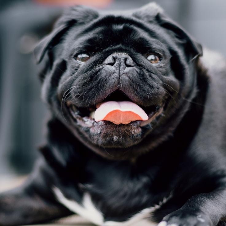 Portrait of Milan Blackstone, community mentor and Italian cuisine specialist